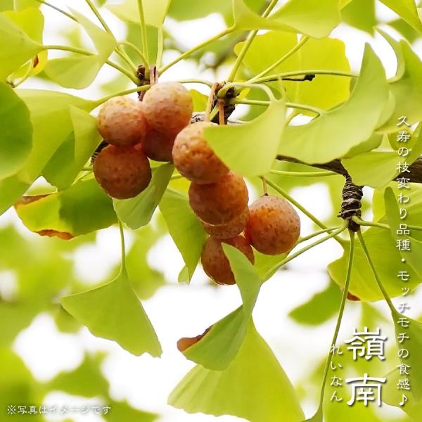 盆栽　実付きぎんなん苗　もう直ぐ収穫です　樹齢約33年くらい 盆栽 実付きぎんなん苗 もう直ぐ収穫です 樹齢約33年くらい