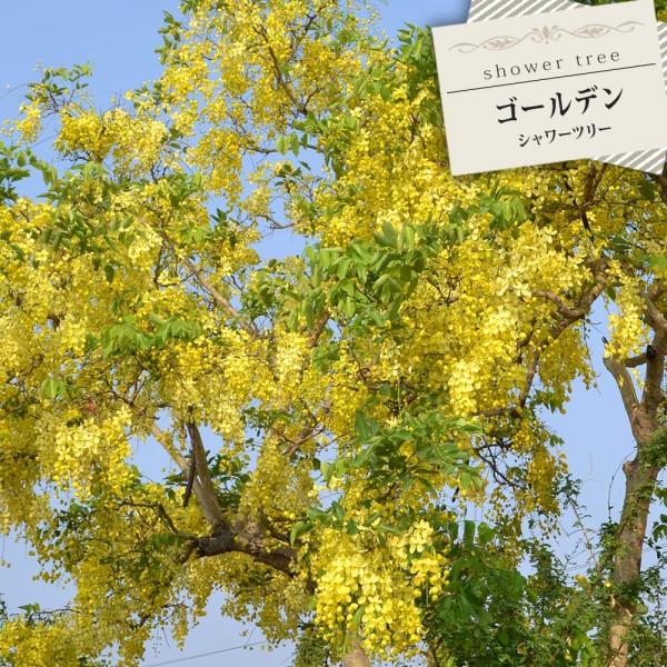 シャワーツリー ゴールデンシャワーツリー 3号ポット苗 : 苗木部 花