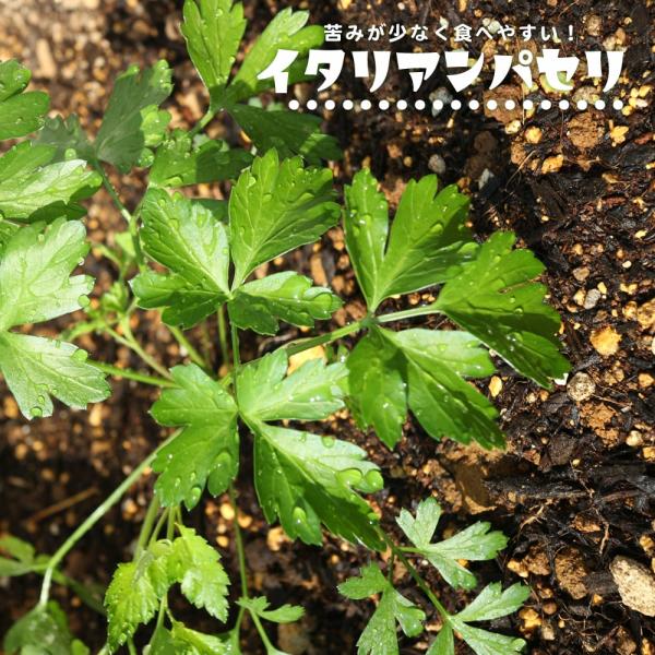 パセリ 苗の人気商品 通販 価格比較 価格 Com