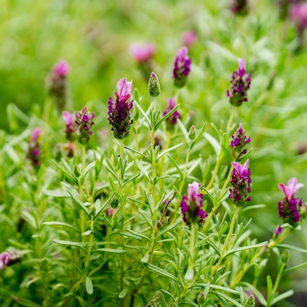 [Release date: March 28, 2026]●品種の特徴コンパクトに育つフレンチラベンダー。よく枝は分枝し花を沢山咲かせます。開花期は3〜6月ですが、四季咲き性が強く夏〜秋にかけても花を付けます。耐暑性に優れていますが、耐寒...