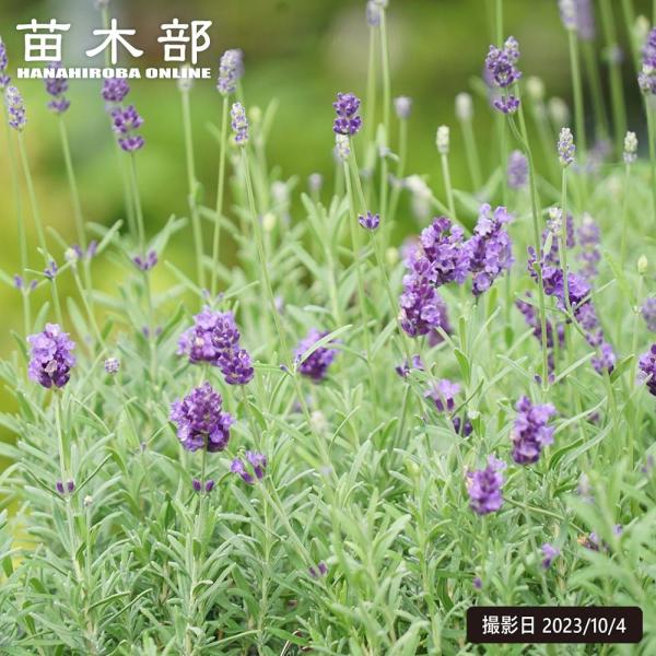 [Release date: March 28, 2026]●品種の特徴細長いスマートな草姿に香り良い落ち着いた濃紫色の花を咲かせます、春から秋までと開花期が長く長期間楽しめます。フランスのプロヴァンス地方の都市「アヴィニョン」の名前が付い...