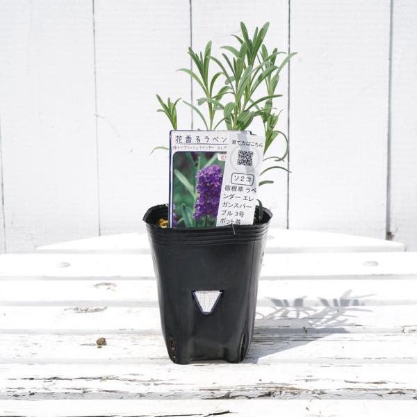 [Release date: March 28, 2026]●品種の特徴「エレガンスパープル」はエレガンスシリーズの中でも開花が早いほうです。分岐良く花つきがいい品種です。ラベンダーは心地よい香りが魅力のハーブです。木本性ですが宿根草として...