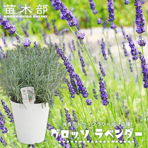 hanahirobaonline_ha-bu-r-grosso-01