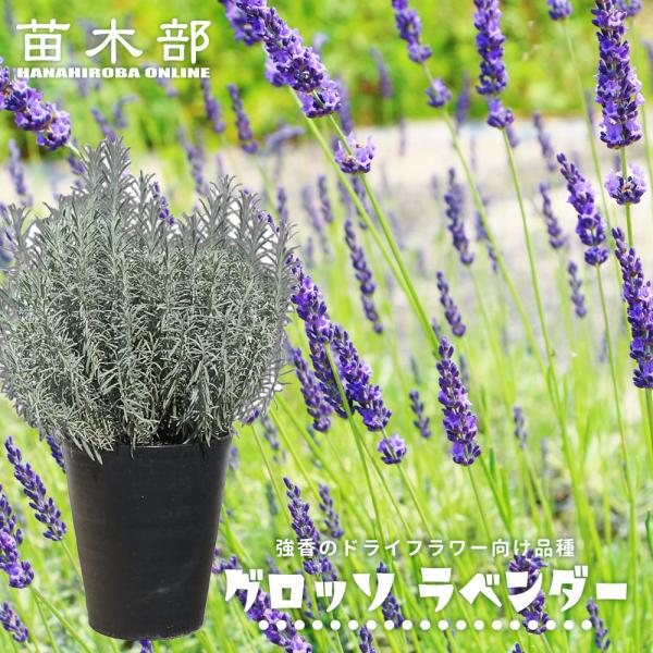 ●品種の特徴株姿、花が大きく、花数も多いので、見栄えが豪華で、庭植えにおすすめです。甘く強い香りの紫色の花を、初春から初夏にかけて咲かせます。ラベンダーオイルの中では第1級品で、香が強くポプリやドライフラワー向きの品種です。花茎が長いのでラ...