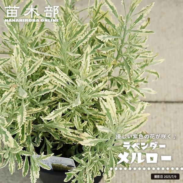 ●品種の特徴「メルロー」は、葉に深く切れ込みが入るラベンダーです。強健なガーデン用品種であるアラルディー種の斑入りタイプで、ふんわりとやわらかい草姿が魅力です。初夏に咲く優しい紫色の花は香りがとっても強く良い品種です。生育が早く数年育てると...