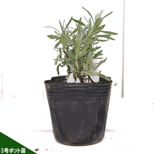 ●品種の特徴長い花茎がまっすぐに伸び、青紫色の花を咲かせます。葉はコンパクトに茂ります。比較的暑さ、寒さに強く、日本の気候に適した種類といえます。このミスドニングトンはラバンディン系ラベンダーです。イングリッシュ系にも同じ名前の品種がありま...