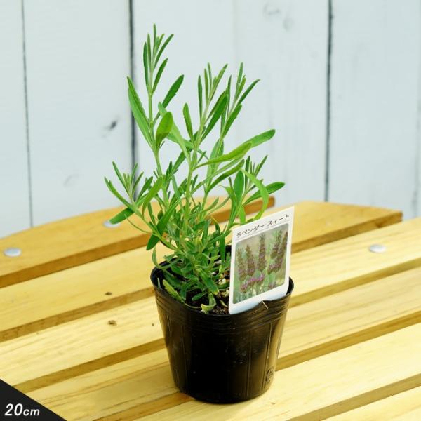 ●品種の特徴スパイクラベンダーとデンタータラベンダーの交配種で、両方の性質をよく受け継いでいて、スパイクラベンダー似の大きな葉の一部にはデンタータ似のギザギザが入ります。長い濃い紫色の花穂で、茎はよく枝分かれします。樹勢が強く丈夫な品種です...