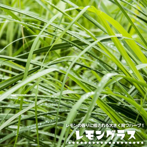 レモングラス 苗の人気商品 通販 価格比較 価格 Com