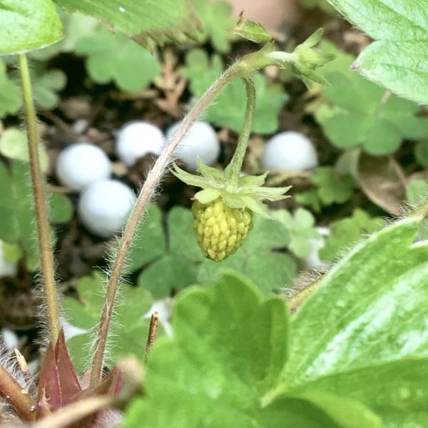 白 イチゴ 苗の人気商品 通販 価格比較 価格 Com