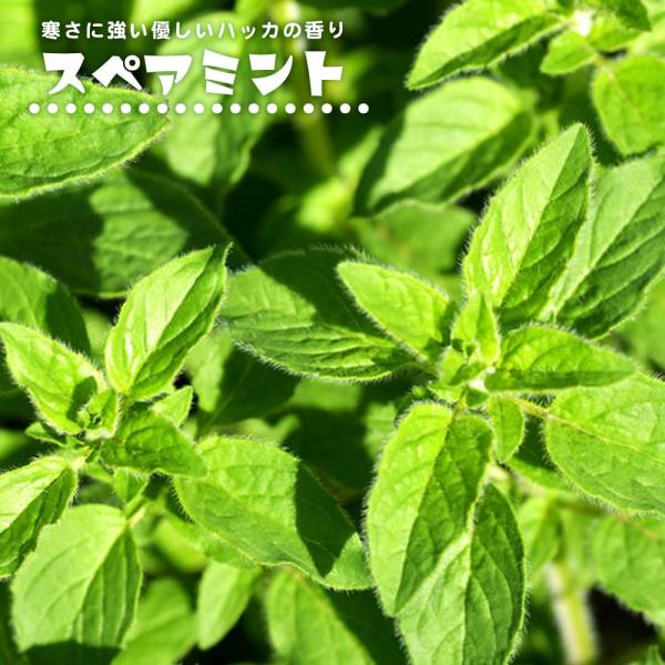 スペアミントと その お花 とちょっと デカ スペアミント hanahirobaonline_ha-bu-spearmint
