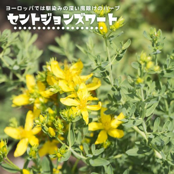 ●品種の特徴夏に咲く黄色い５弁の花からはレモンに似た香りがします。 中世ヨーロッパでは悪魔や魔女を遠ざけるお守りとして玄関や窓に吊るされました。 アメリカではサプリメントとして扱われており、サンシャインハーブやハッピーハーブと呼ばれ、心を前...