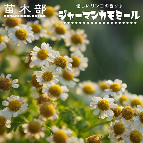 hanahirobaonline_haabu-