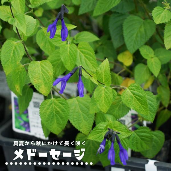 ●品種の特徴メドーセージという名前は日本国内のみの流通名です。非常に強健で、暑い夏の盛りから秋まで花を咲かせてくれます。花色は濃い青〜深い紫です。花の大きさは3〜5ｃｍと大きく、筒状の形をしています。すっと伸びた茎に縦に連なるように10輪前...