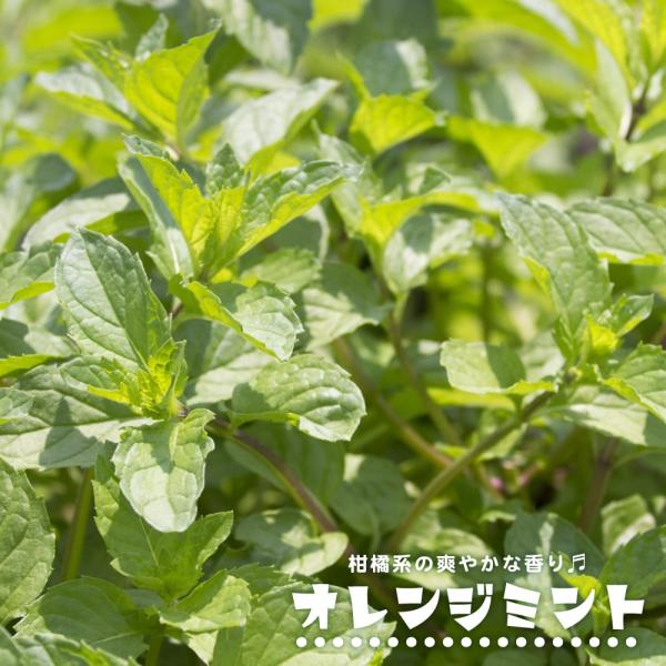 ●品種の特徴ペパーミントの変異種で、文字通り 柑橘系の香りがするミントです。フレッシュで爽やかな香りにフローラルな甘みが感じられる優雅な香りです。ハーブティーにしたり、サラダに使うと良いです。小さく丸みのある葉っぱで、他の品種に比べ、やや光...