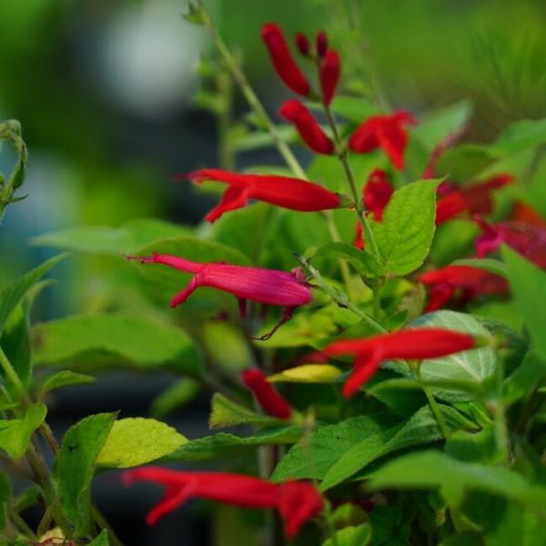 ●品種の特徴名前が示すように、葉からパイナップルのような甘い香りがします。夏から秋にかけて、広がった枝の先に鮮紅色の細長い花を咲かせます。背が高くなり鮮やかな赤花を一面に咲かせ見事になります。葉や花をハーブティーとして利用する他、料理の香り...