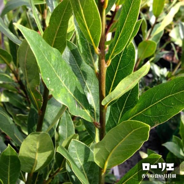 ローリエ （月桂樹） 3号ポット苗 : 苗木部 花ひろばオンライン - 通販