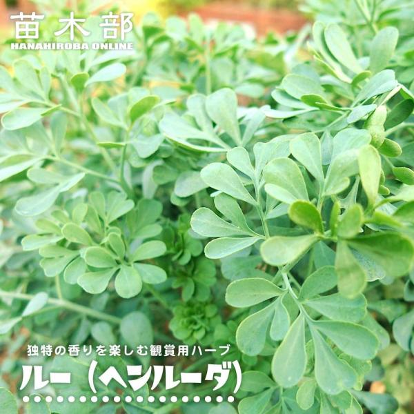 ●品種の特徴ルーの葉は独特の強い香りがあり、ドライにすると強力な除虫効果があります。また、家屋へのアリの侵入を防ぐ効果もあります。「猫寄らず草」としても知られています。乾燥葉は細かくしてガーデンなどにまくと病害虫などの予防になります。以前は...