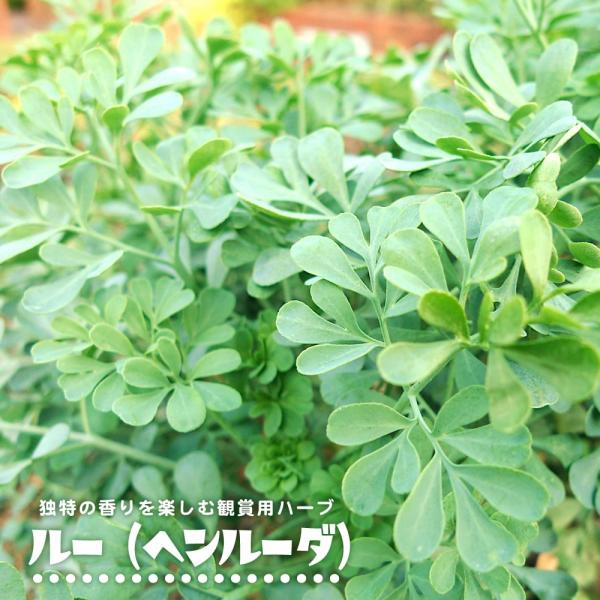 ●品種の特徴ルーの葉は独特の強い香りがあり、ドライにすると強力な除虫効果があります。また、家屋へのアリの侵入を防ぐ効果もあります。「猫寄らず草」としても知られています。乾燥葉は細かくしてガーデンなどにまくと病害虫などの予防になります。以前は...