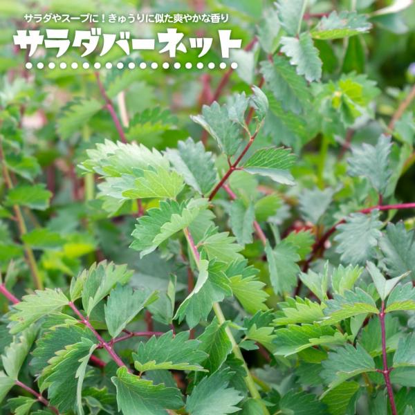 ●品種の特徴サラダバーネット（オランダワレモコウ）はサラダやスープの香りづけ、ハーブティー、チーズやバターの風味づけなどで楽しめます。日本に自生するワレモコウソウの仲間で、生育環境さえ合えばとても育てやすいハーブです。ワレモコウ（吾亦紅）は...