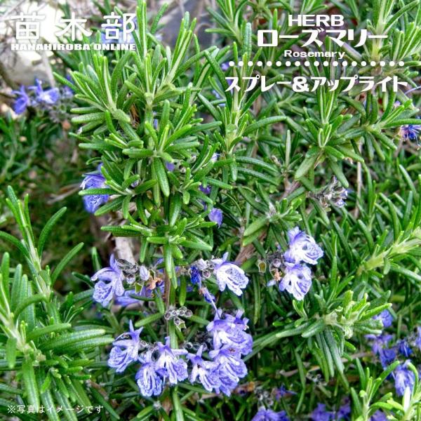 ●品種の特徴スプレー＆アップライトは匍匐性ですので、高い位置の花壇や石垣から垂らすように仕立てるのも綺麗です。濃い青色の花をつけます。性質は強健で大型で成長が早い。ローズマリーは古来より人々の暮らしに利用されてきました。【飲食用】ハーブティ...