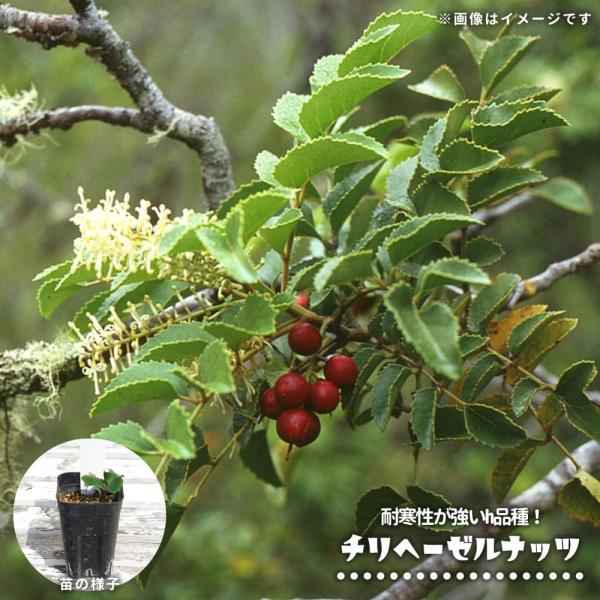 hanahirobaonline_he-zerunattu-