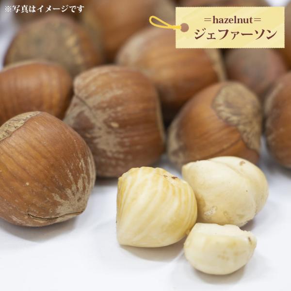 ジェファーソンヘーゼルナッツ 1年生挿し木苗 西洋ハジバミ 予約販売11〜12月頃入荷予定