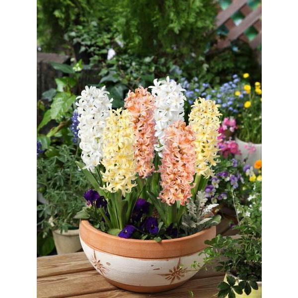 球根 ヒヤシンスの人気商品 通販 価格比較 価格 Com