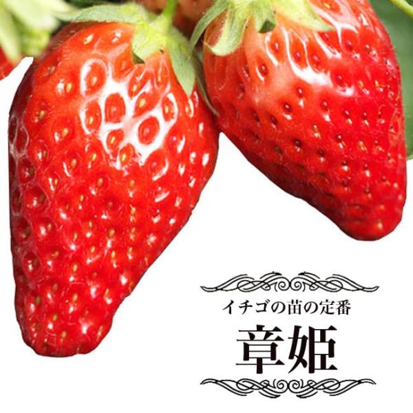 いちご 苗 章姫 あきひめ 3号ポット苗 イチゴ 苺 Buyee Buyee 提供一站式最全面最專業現地yahoo Japan拍賣代bid代拍代購服務 Bot Online