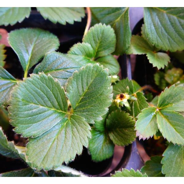 いちご 苗 フラミンゴ 3号ポット苗 イチゴ 苺 Buyee Buyee Japanese Proxy Service Buy From Japan Bot Online