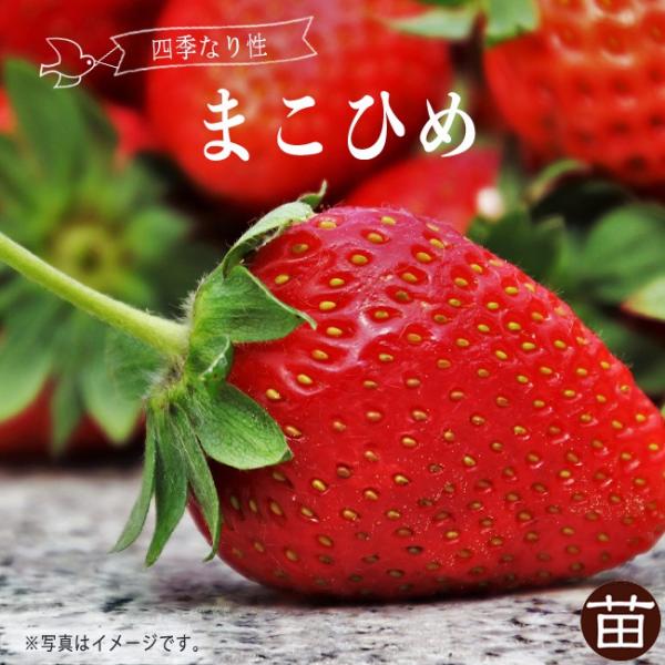 いちご 苗 まこひめ 3号ポット苗 イチゴ 苺 予約販売9月末頃入荷予定 Buyee Buyee บร การต วกลางจากญ ป น ซ อจากประเทศญ ป น