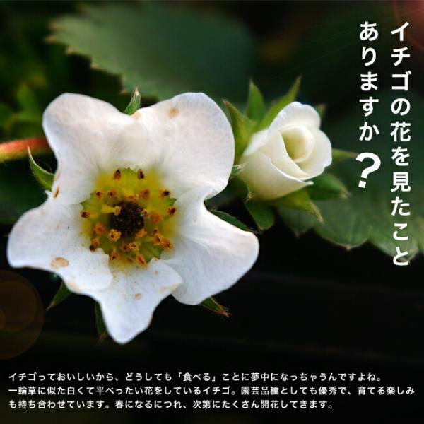 いちご 苗 まこひめ 3号ポット苗 イチゴ 苺 予約販売9月末頃入荷予定 Buyee Buyee บร การต วกลางจากญ ป น ซ อจากประเทศญ ป น