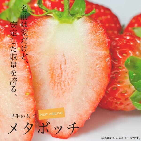 いちご 苗 メタボッチ 3号ポット苗 イチゴ 苺 予約販売9月末頃入荷予定 Buyee Buyee 提供一站式最全面最专业现地yahoo Japan拍卖代bid代拍代购服务 Bot Online