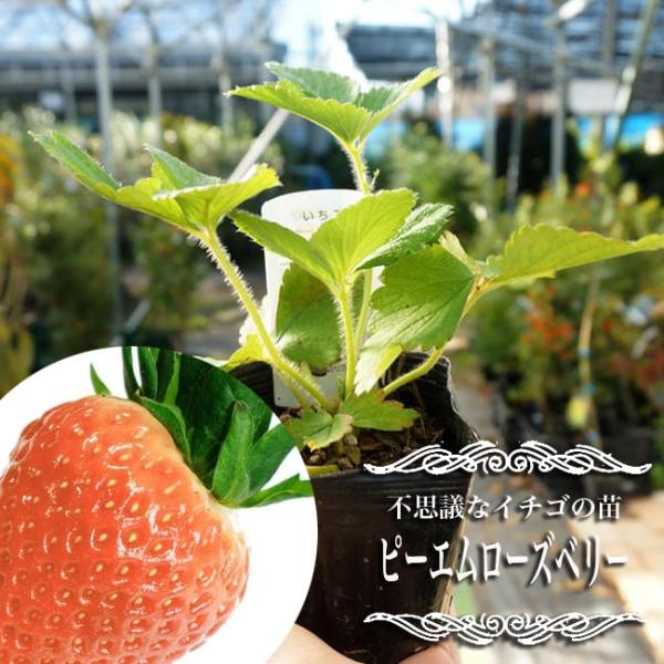いちご 苗 ピーエム ローズベリー 3号ポット苗 イチゴ 苺 Buyee Buyee 提供一站式最全面最專業現地yahoo Japan拍賣代bid代拍代購服務 Bot Online