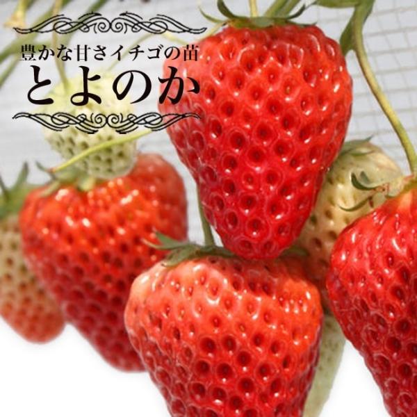 いちご 苗 とよのか 豊の香 3号ポット苗 小梱包 イチゴ 苺 Buyee Buyee Japanese Proxy Service Buy From Japan Bot Online