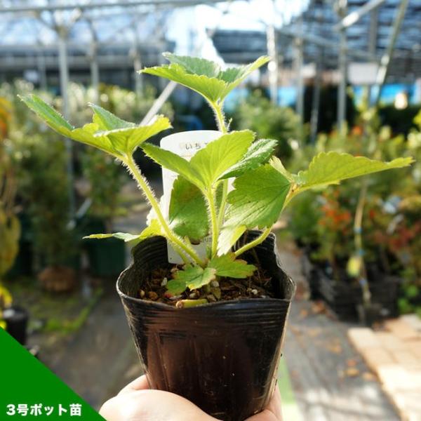 いちご 苗 白いちご 天使のいちご エンジェルエイト Ae 3号ポット苗 予約販売9月末頃入荷予定 Buyee Buyee 日本の通販商品 オークションの代理入札 代理購入