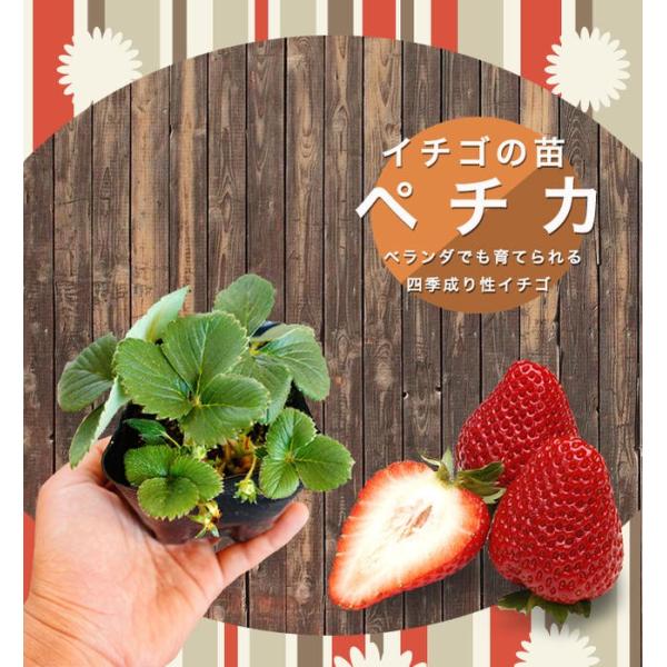 いちご 苗 四季成り性 ペチカ 3号ポット苗 イチゴ 苺 Buyee Buyee 日本の通販商品 オークションの代理入札 代理購入