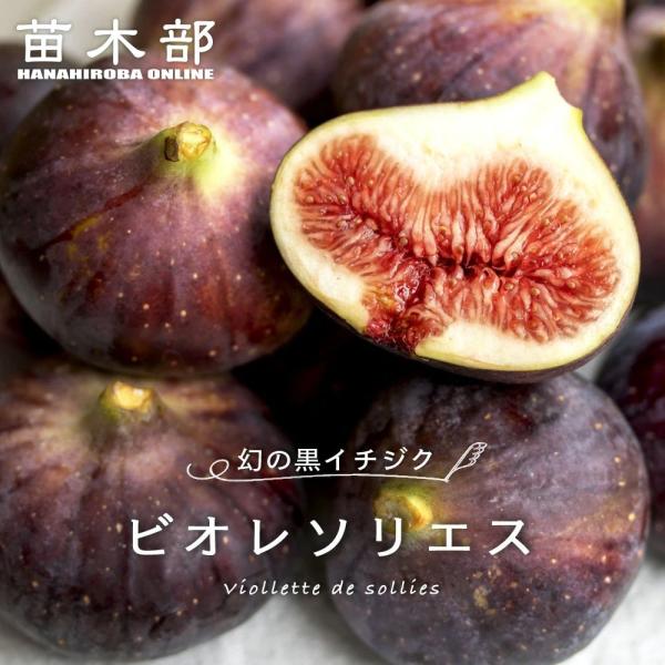 hanahirobaonline_ichijiku-