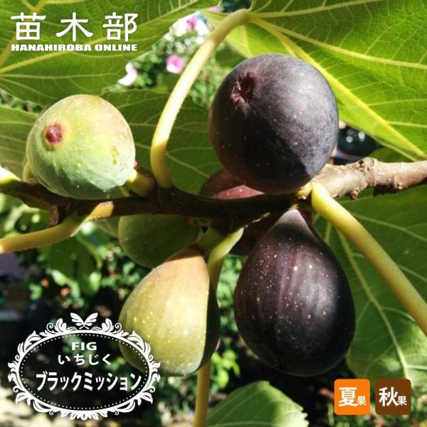 hanahirobaonline_ichijiku-