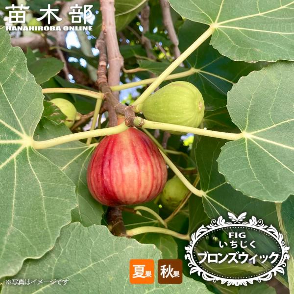 いちじく ブロンズウィック 1年生 挿し木苗 4号ポット : 苗木部 花