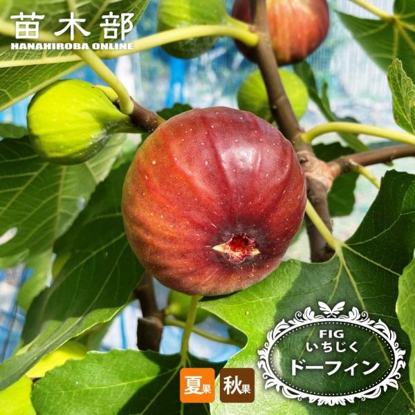 Baksilas ２年生苗 7号スリット イチジク いちじく 苗 穂木 hanahirobaonline_ichijiku-do-fin02