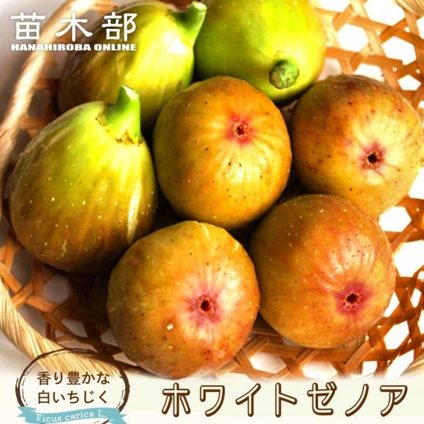 hanahirobaonline_ichijiku-