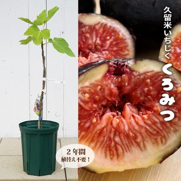 くろ（結実成績あり）イチジク苗木★ 超稀少な品種 2本セット hanahirobaonline_ichijiku-