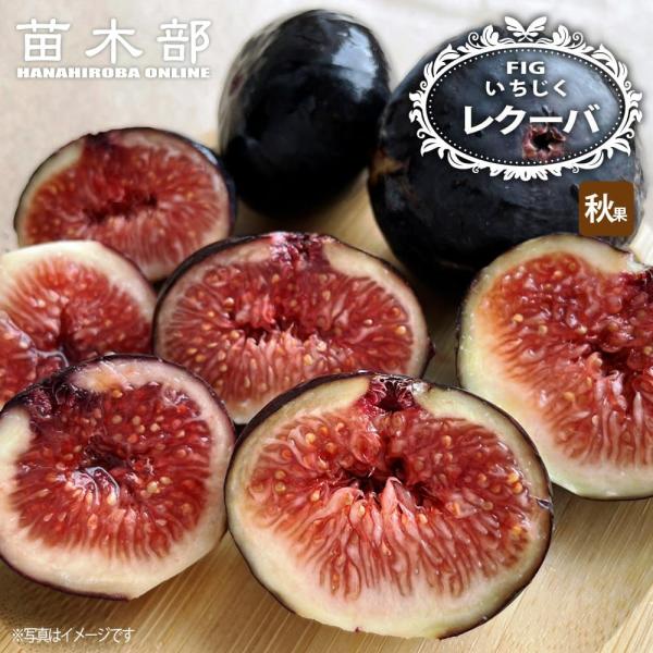 hanahirobaonline_ichijiku-recuva01