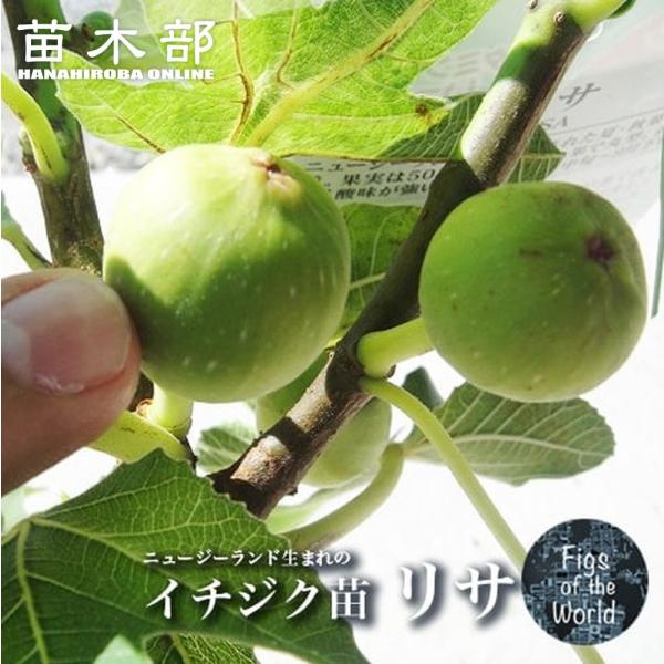 hanahirobaonline_ichijiku-risa02