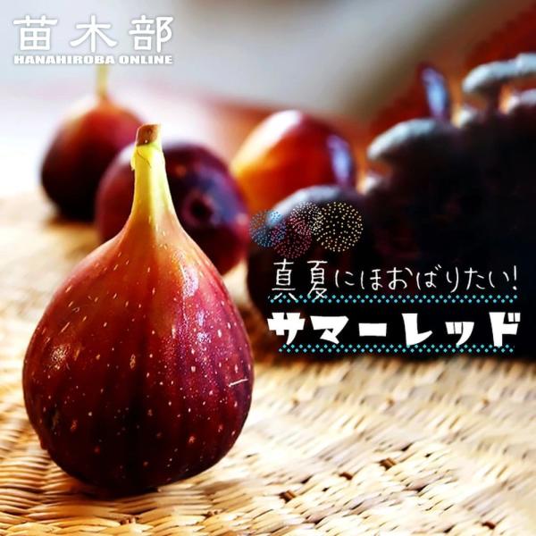 hanahirobaonline_ichijiku-