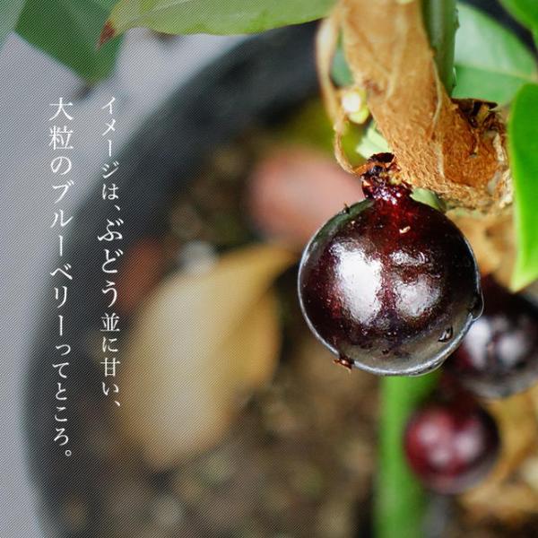 四季なり大葉、ジャボチカバ hanahiroba_tn02-005t003-01