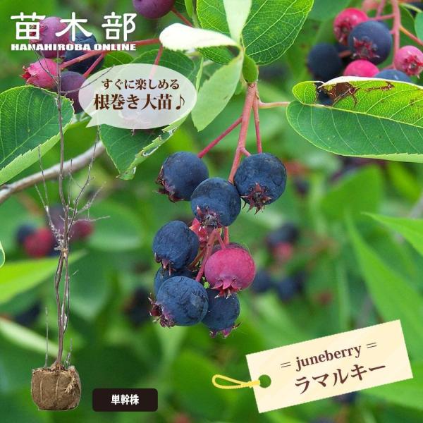 ●品種の特徴ジューンベリーは4月下旬から5月上旬にかけて白い小さな花がたくさん咲き、6月には赤くてかわいらしい実がなります。秋には葉が赤や黄色に紅葉し、四季を通して楽しめます。自然に樹形が整うため頻繁に剪定する必要がなく、寒さや病害虫にも強...