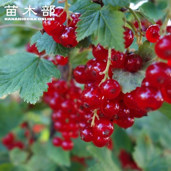 ●品種の特徴初夏に透明感のある赤い大きな果実を房状に垂らしてつけます。ロンドンマーケットは果実は大粒で、鮮明な赤色をしています。果実は生食すると酸味と渋みがあるので、ジャムやケーキ、サラダなどの料理によく使われます。ジュースにすると色がきれ...