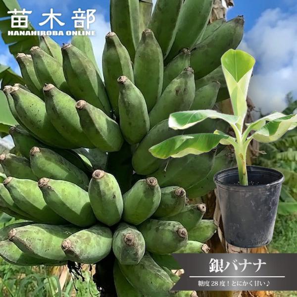 バナナの木 銀バナナ 8号ポット大苗 : 苗木部 花ひろばオンライン