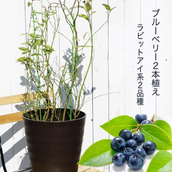アベックブルーベリー苗木 (2本植え) ラビットアイ系 鉢植え アベックブルーベリー苗木 (2本植え) ラビットアイ系 鉢植え